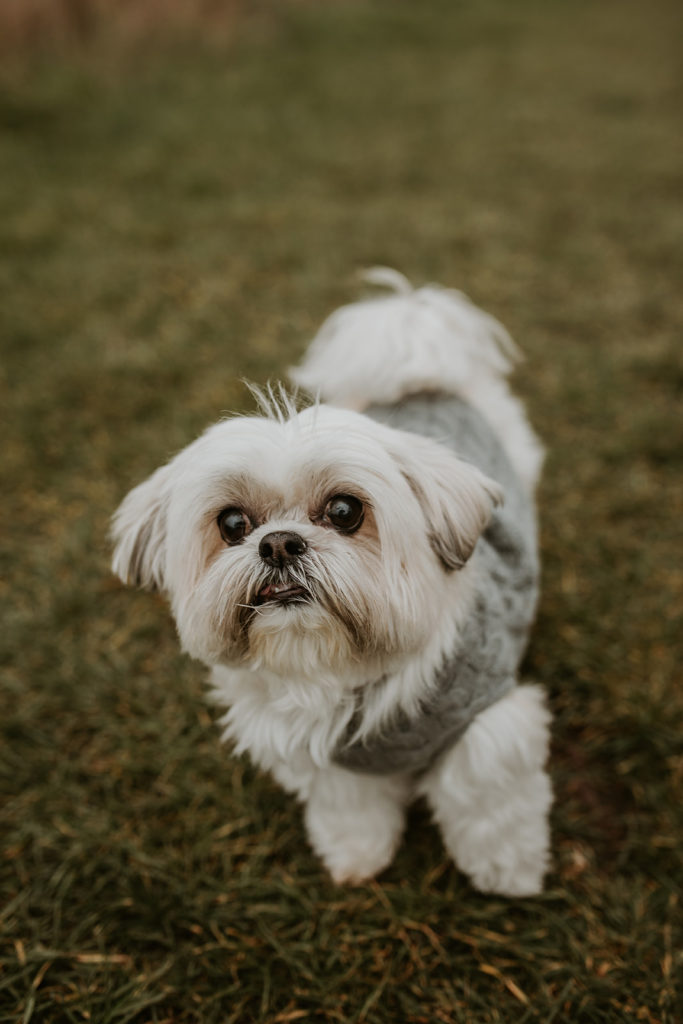 Marriage proposal Eindhoven Amsterdam at the windmill